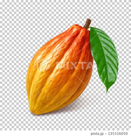 可可豆莢寫實插圖 可可豆莢寫實插圖 135316050
