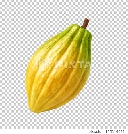Cacao cacao pod illustration realistic Cacao cacao pod illustration realistic 135316051