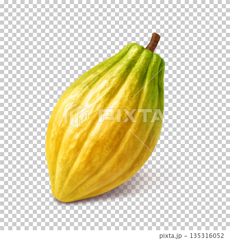 巧克力可可豆莢的逼真插圖 135316052