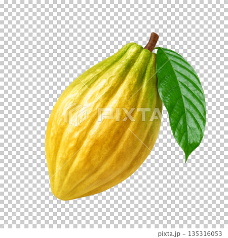 Cacao cacao pod illustration realistic 135316053