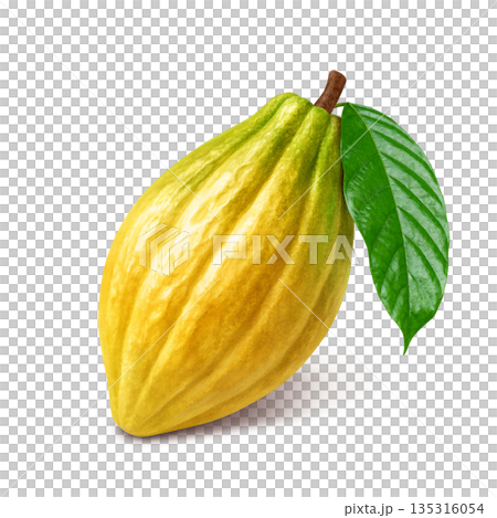 巧克力可可豆莢的逼真插圖 巧克力可可豆莢的逼真插圖 135316054