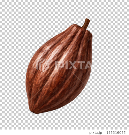 Cacao cacao pod illustration realistic Cacao cacao pod illustration realistic 135316055