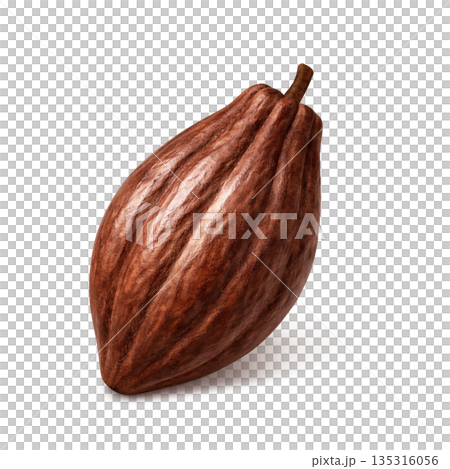 チョコレート カカオポッド イラスト リアル 135316056