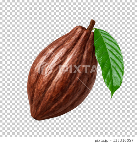 Cacao cacao pod illustration realistic 135316057