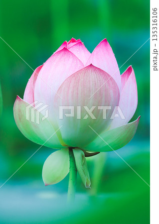 蓮の花のある風景 蓮の花のある風景 135316106