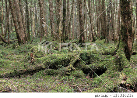 白駒の池・苔と原生林 白駒の池・苔と原生林 135316218