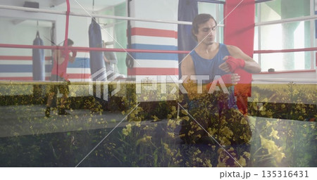 Watching adult boxer in sportswear wrapping red hand wraps in ring corner, with hanging heavy bags 135316431