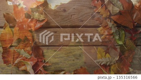 Framing rustic wooden plank surface on tabletop, creating fall scene with oak and maple leaves Framing rustic wooden plank surface on tabletop, creating fall scene with oak and maple leaves 135316566