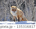 北海道の雪原に立つキタキツネ 135316817