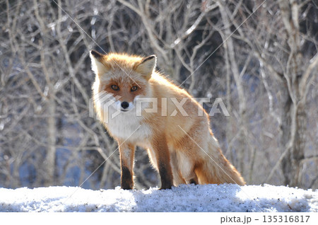 北海道の雪原に立つキタキツネ 135316817