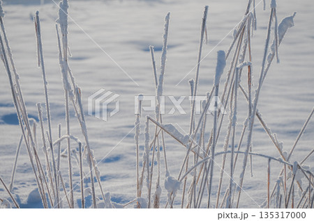 霧氷を纏う草【北安曇郡白馬村】 135317000