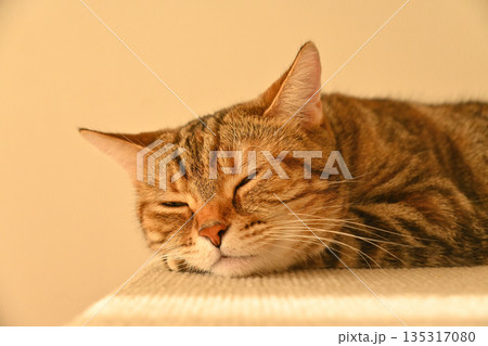 猫の寝顔に癒される朝の光 135317080