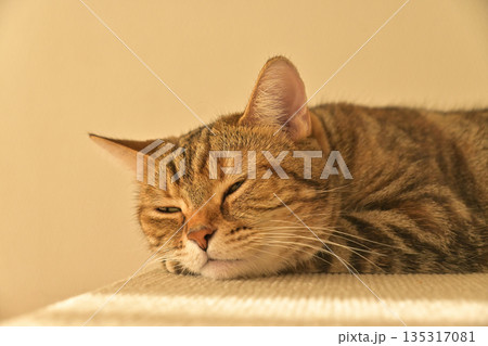 猫の寝顔に癒される朝の光 135317081