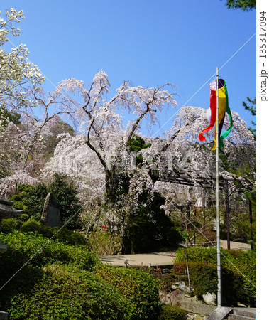 長谷寺　桜　奈良県 135317094