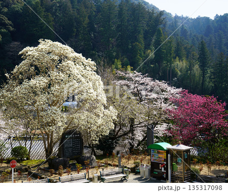 長谷寺 桜 奈良県 長谷寺 桜 奈良県 135317098
