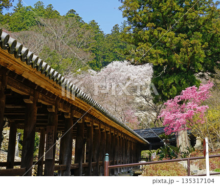 長谷寺　桜　奈良県 135317104