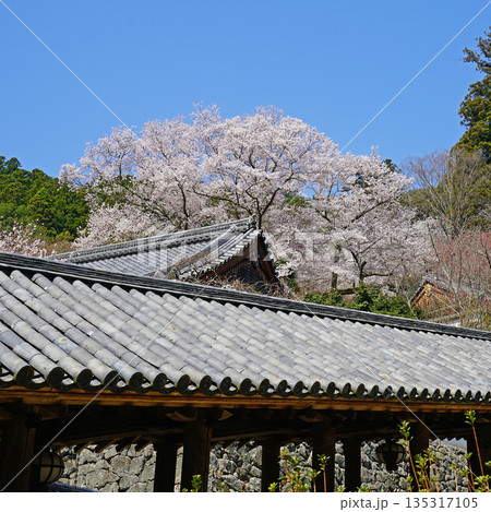 長谷寺 桜 奈良県 長谷寺 桜 奈良県 135317105