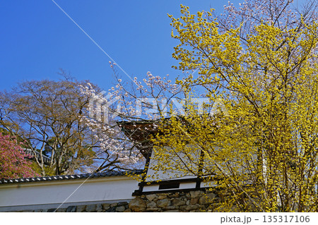 長谷寺　桜　奈良県 135317106