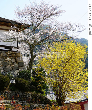 長谷寺 桜 奈良県 長谷寺 桜 奈良県 135317113
