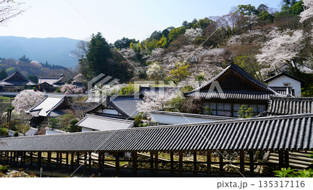 長谷寺　桜　奈良県 135317116