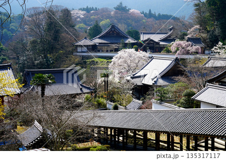 長谷寺　桜　奈良県 135317117