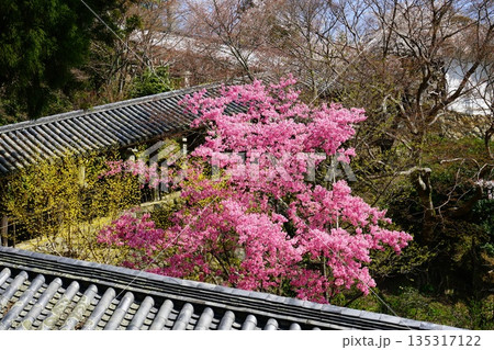 長谷寺 桜 奈良県 長谷寺 桜 奈良県 135317122