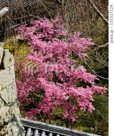 長谷寺　桜　奈良県 135317124