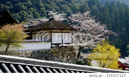 長谷寺 桜 奈良県 長谷寺 桜 奈良県 135317127