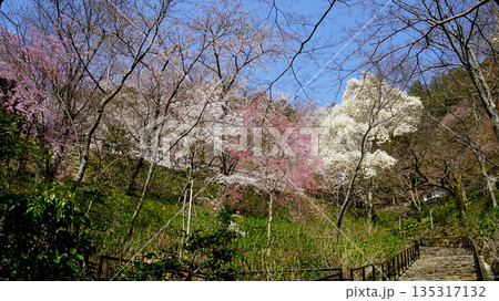 長谷寺　桜　奈良県 135317132