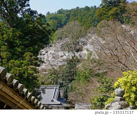 長谷寺　桜　奈良県 135317137