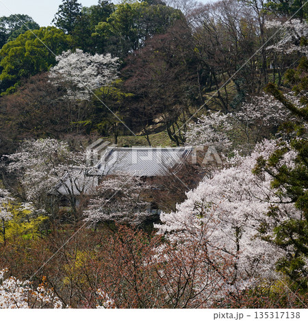 長谷寺　桜　奈良県 135317138
