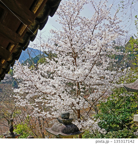 長谷寺 桜 奈良県 長谷寺 桜 奈良県 135317142