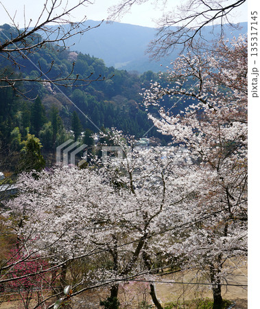 長谷寺 桜 奈良県 長谷寺 桜 奈良県 135317145