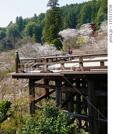 長谷寺 桜 奈良県 長谷寺 桜 奈良県 135317156