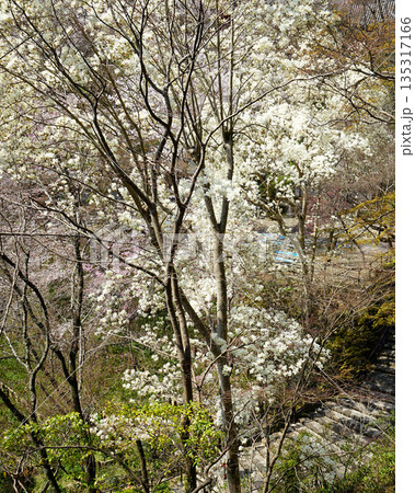 長谷寺　桜　奈良県 135317166