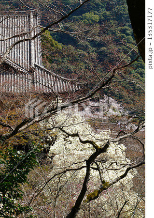長谷寺 桜 奈良県 長谷寺 桜 奈良県 135317177