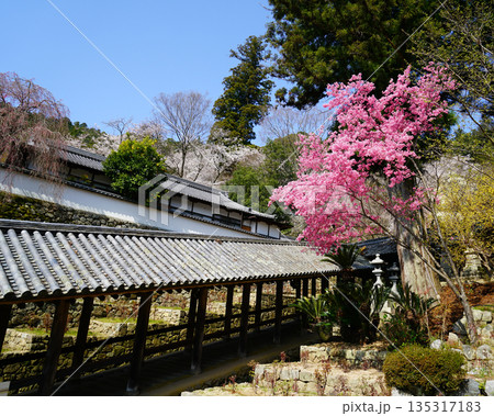 長谷寺　桜　奈良県 135317183
