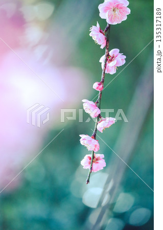 光輝く梅 135317189