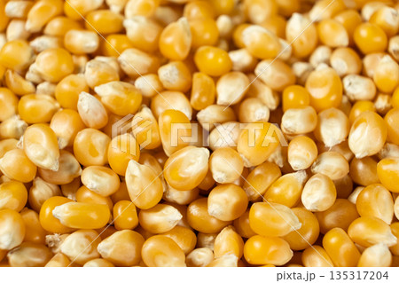 Macro shot of raw yellow corn kernels for popcorn. 135317204