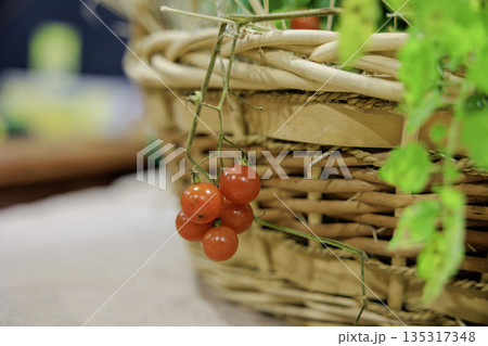 かごから垂れ下がるミニトマト かごから垂れ下がるミニトマト 135317348