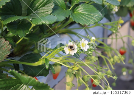 みつばち　蜜蜂　いちご農園　いちご農家　1月　冬　受粉　昆虫 135317369