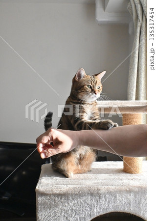 ハイタッチで挨拶する猫 ハイタッチで挨拶する猫 135317454
