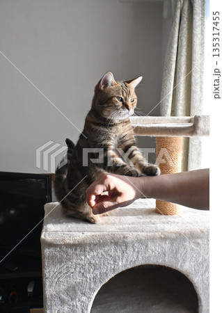 ハイタッチで挨拶する猫 135317455