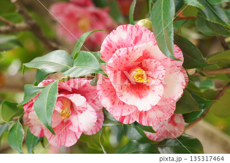 紅白の絞り柄の椿 絵姿 紅白の絞り柄の椿 絵姿 135317464