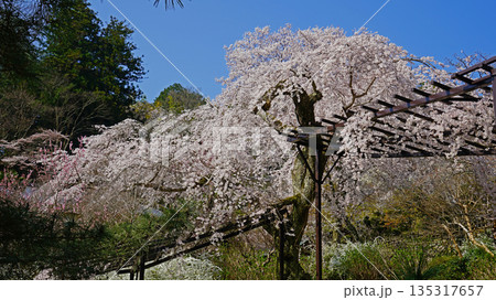 長谷寺　桜　奈良県 135317657