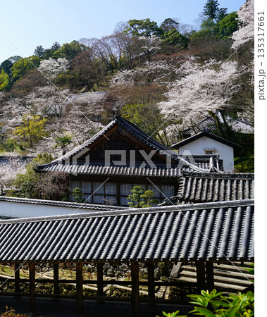 長谷寺 桜 奈良県 長谷寺 桜 奈良県 135317661