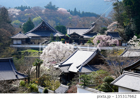 長谷寺 桜 奈良県 長谷寺 桜 奈良県 135317662