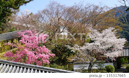 長谷寺　桜　奈良県 135317665