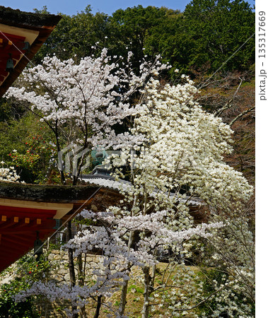 長谷寺　桜　奈良県 135317669