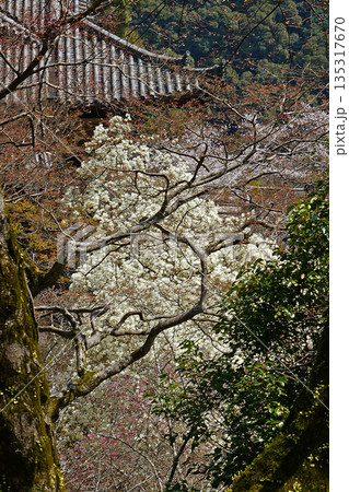 長谷寺　桜　奈良県 135317670